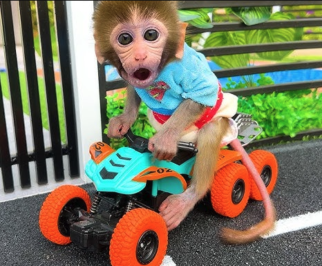 Portrait of monkey as payment test